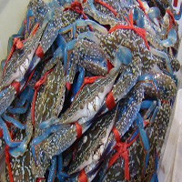 锡林郭勒盟海鲜活体空运